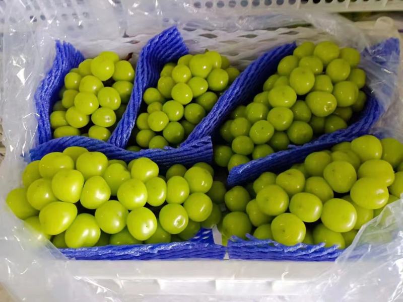 【葡萄】精品阳光玫瑰口感鲜嫩品相上乘供应全国