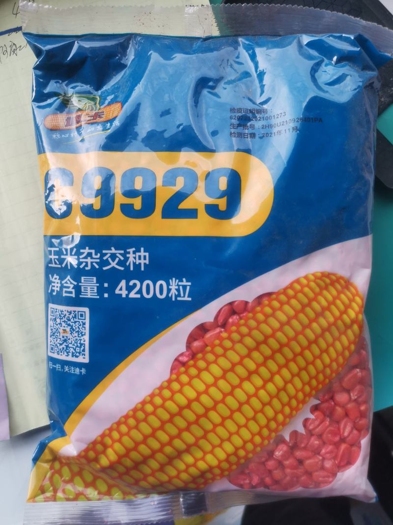 玉米种子迪卡c9929高产玉米种轴细粒深高抗倒伏活杆