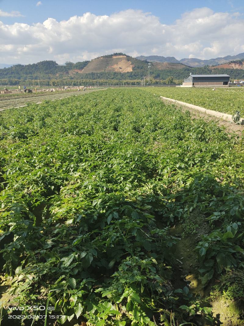 电商中果云南青薯9号土豆红皮黄心全国全年可供货