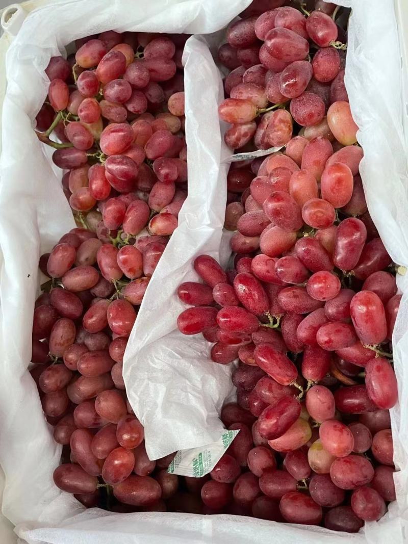 红提品种优良细嫩多汁果穗大整齐度好耐储存