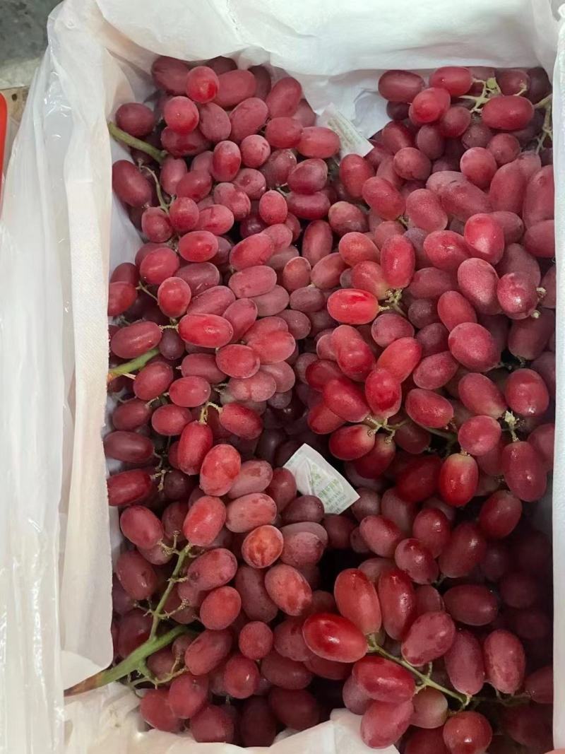 红提品种优良细嫩多汁果穗大整齐度好耐储存