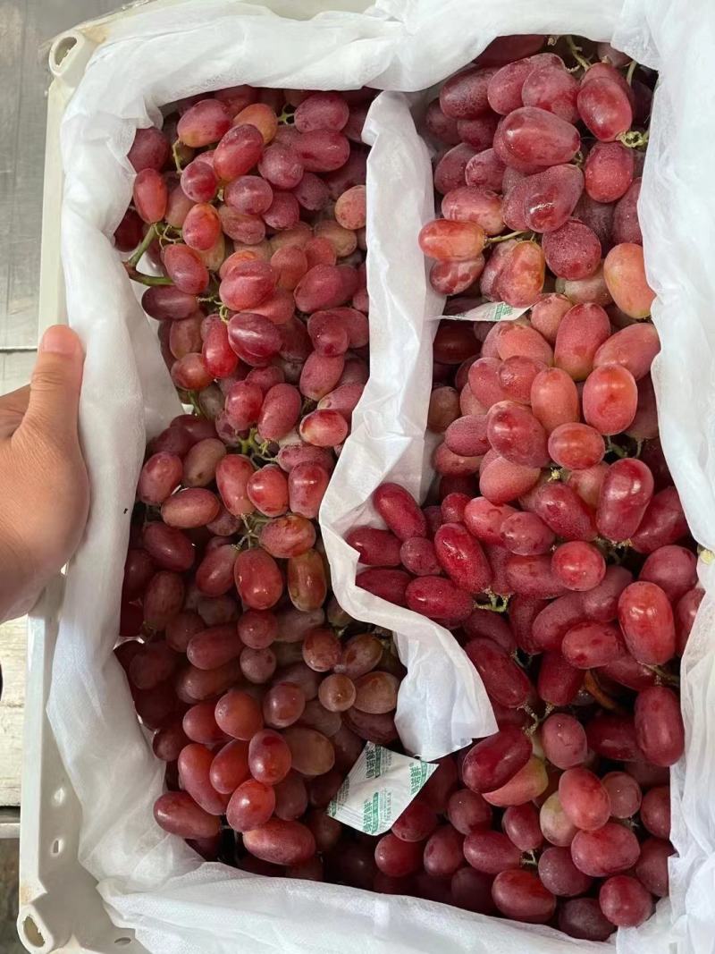 红提品种优良细嫩多汁果穗大整齐度好耐储存