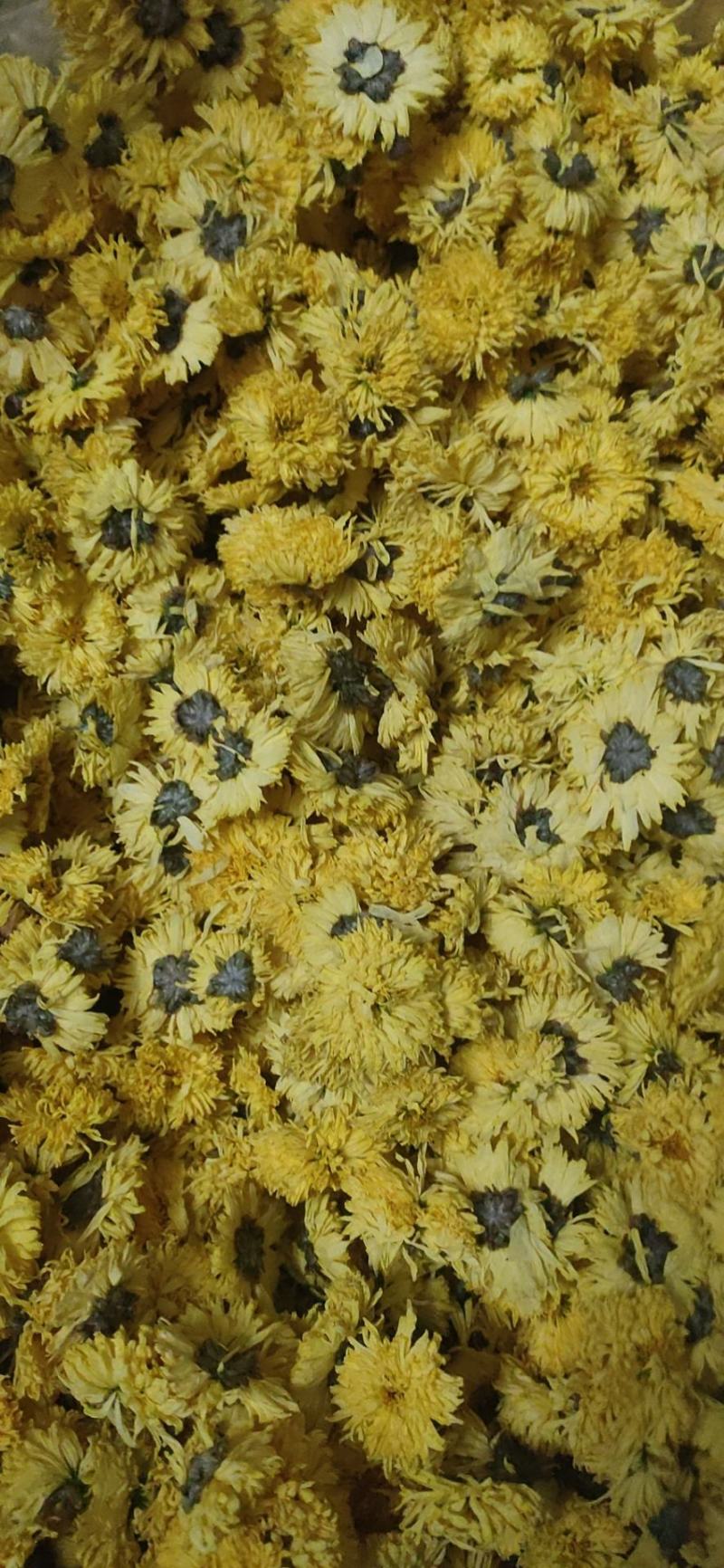 婺源皇菊