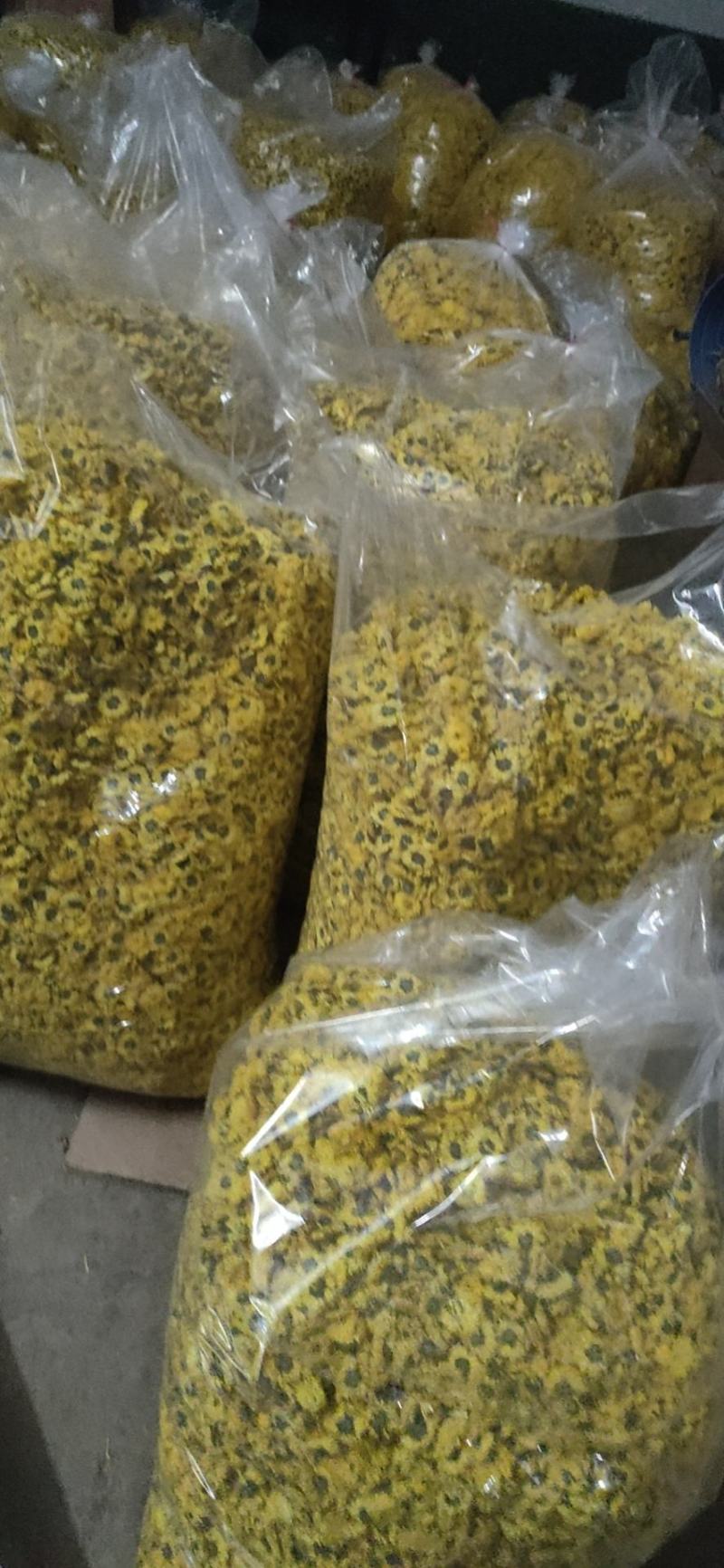 婺源皇菊