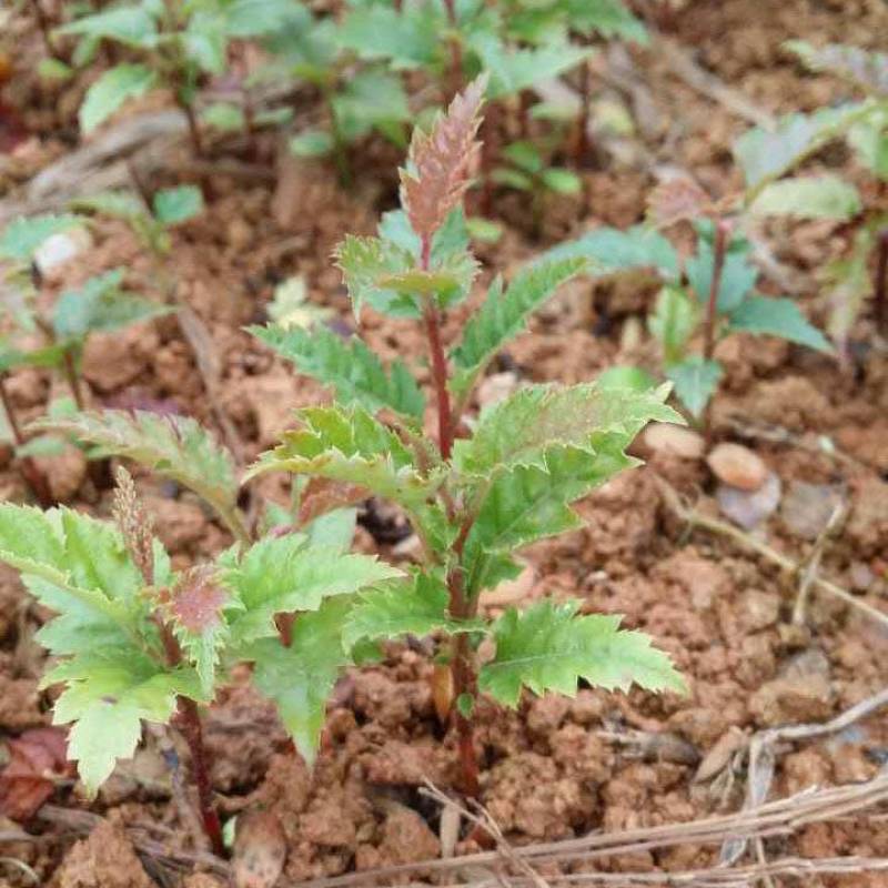山楂芽苗山楂小苗山楂毛苗山楂奶苗山楂丫苗山楂幼苗