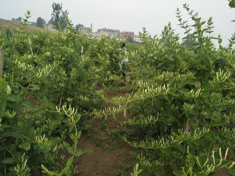 金银花