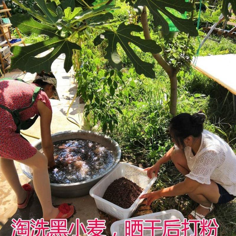 5斤新黑小麦全麦面粉纯黑麦粉新黑全麦粉含麸皮农家食用包邮