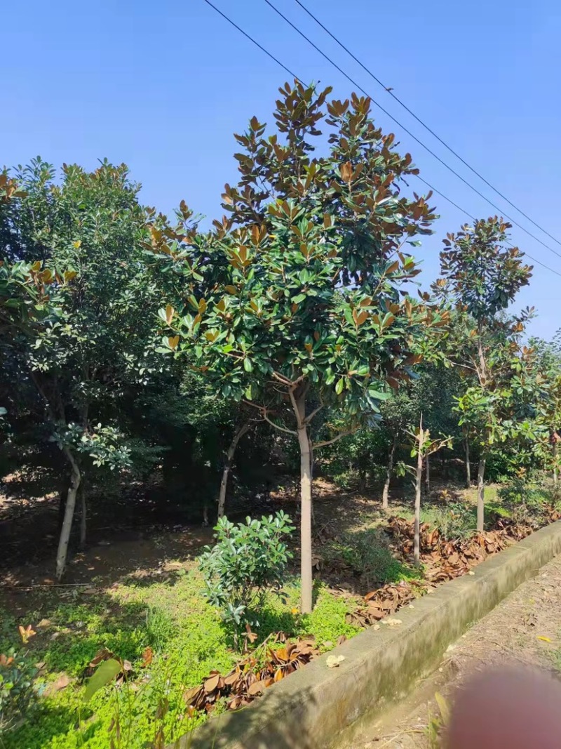 广玉兰，5到10公分量大树形好