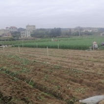 自己基地，年产300吨左右蒜苗，找长期可合作伙伴，可出口