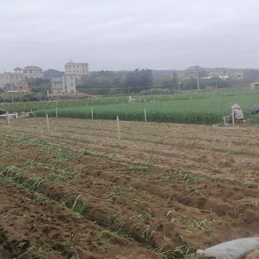 自己基地，年产300吨左右蒜苗，找长期可合作伙伴，可出口