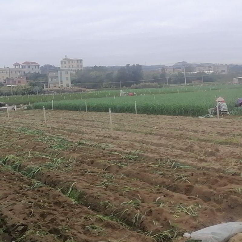 自己基地，年产300吨左右蒜苗，找长期可合作伙伴，可出口