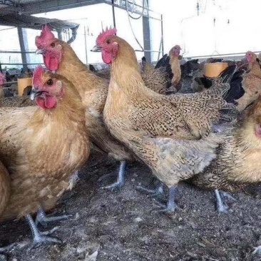 热卖大种青脚麻鸡苗肉鸡苗长速快的鸡苗包做疫苗运输包活