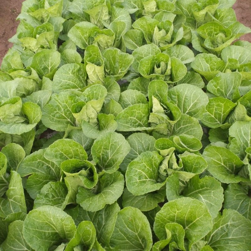 巍山陆地大白菜