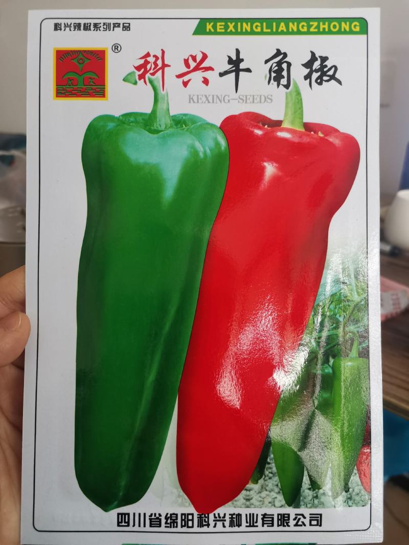 【厂家直销】辣椒种子大牛角椒种子青红两用辣椒种子