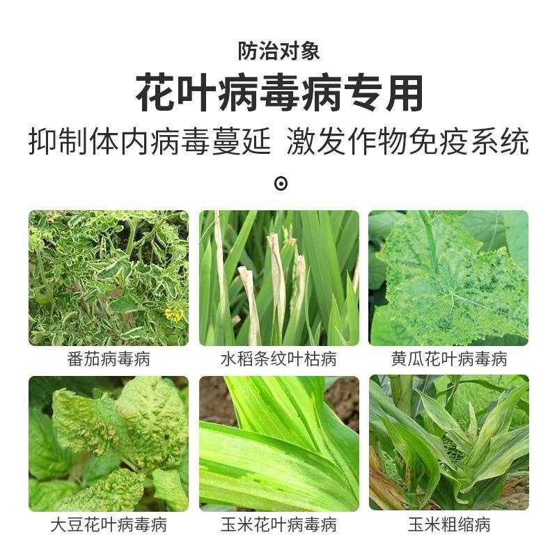 1%香菇多糖番茄草莓黄瓜蔬菜花卉辣椒花果等病毒病专用