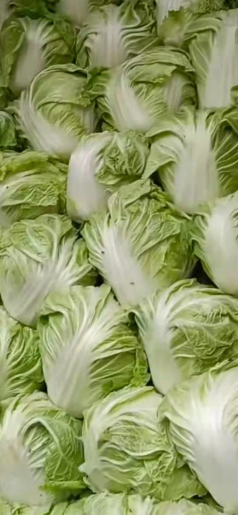 河南开封精辟白菜大白菜黄心白菜产地直发货量充足