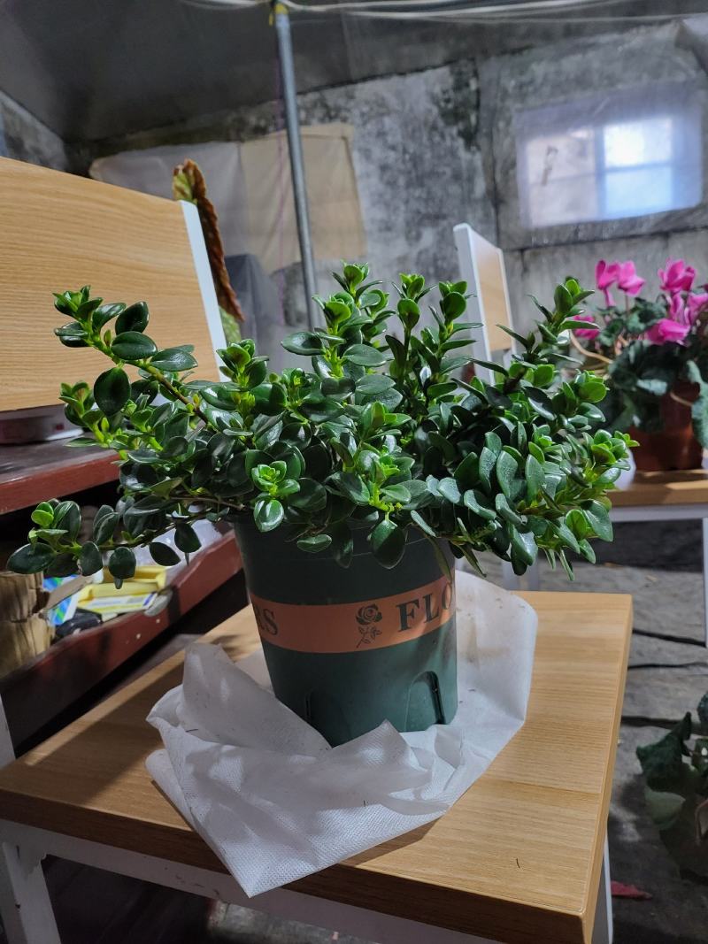 出售自家养殖优质加仑盆，八角盆，金鱼吊兰