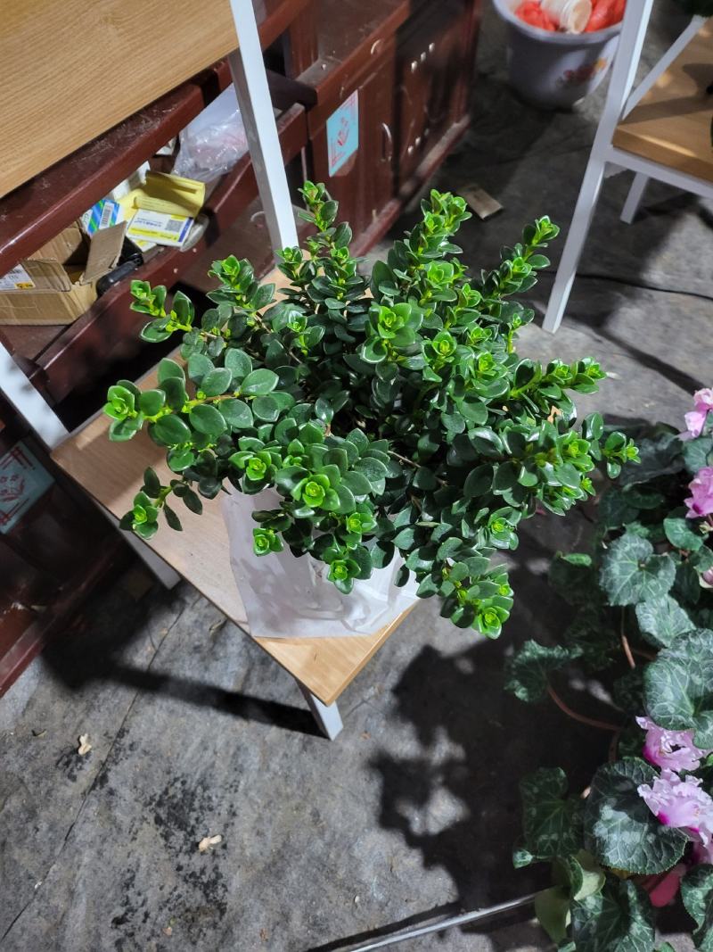 出售自家养殖优质加仑盆，八角盆，金鱼吊兰