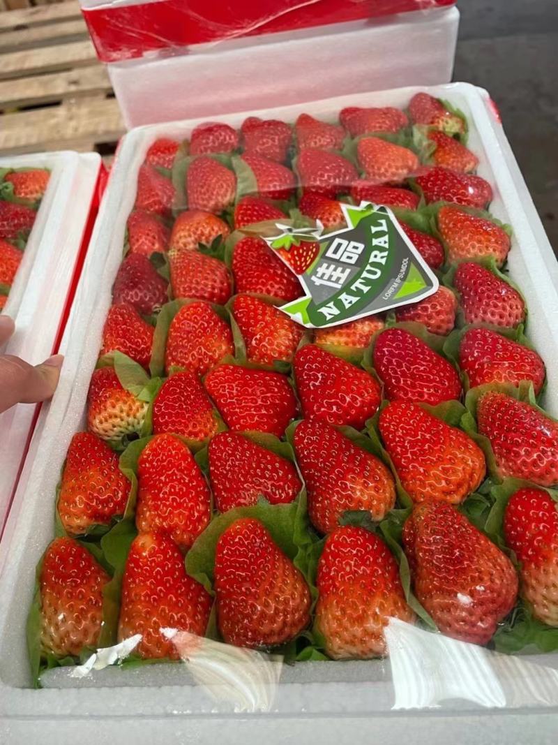【草莓】山东精品草莓大量上市颗粒饱满一手货源量大从优