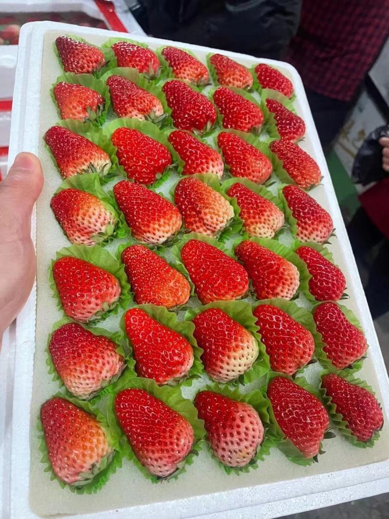 【草莓】山东精品草莓大量上市颗粒饱满一手货源量大从优