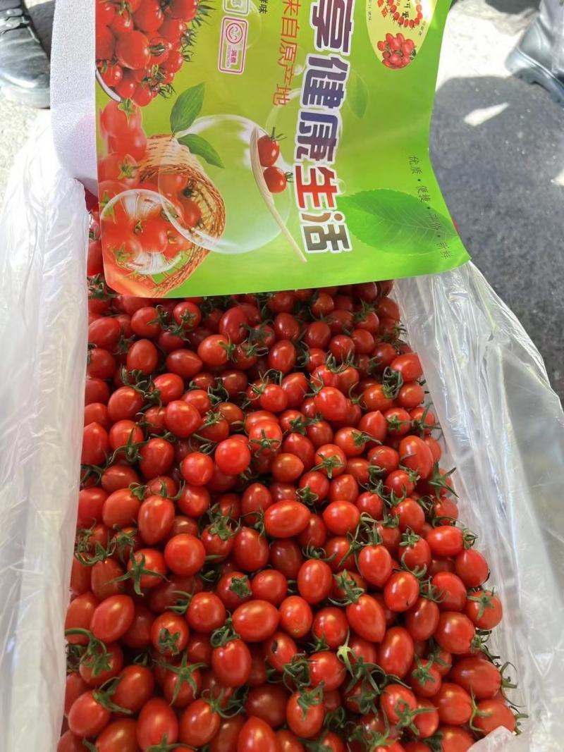西红柿大量上市个头均原产地发货一手货源量大价格便宜