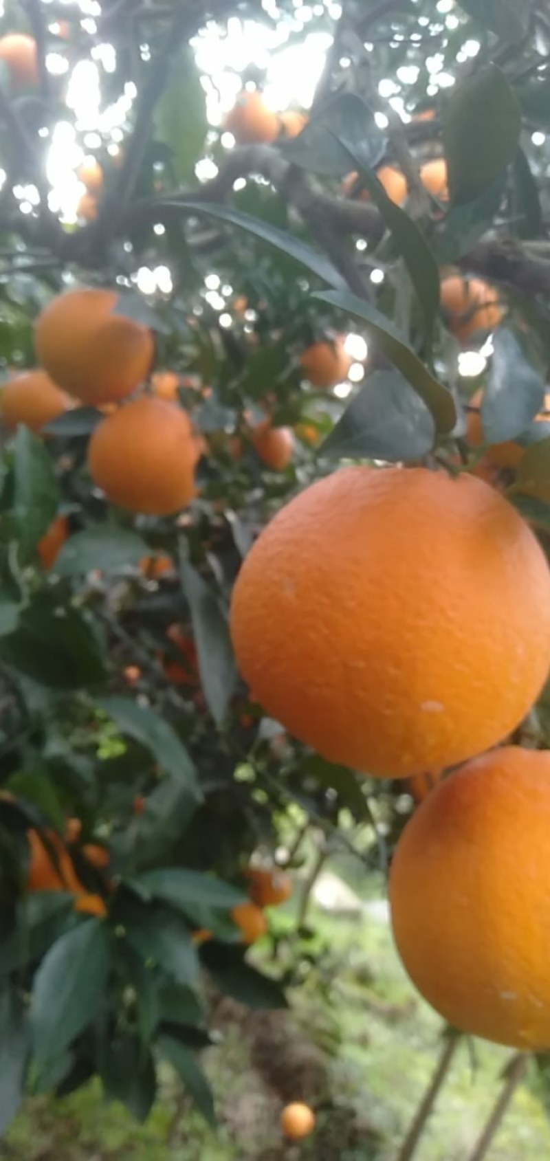 湖北秭归脐橙之乡。伦晚主产地。货源充足。农户直供。