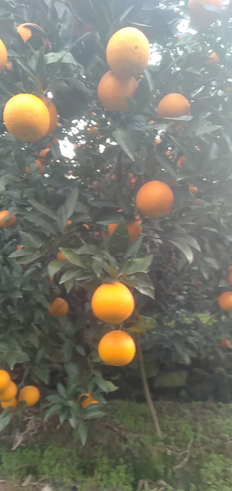 湖北秭归脐橙之乡。伦晚主产地。货源充足。农户直供。