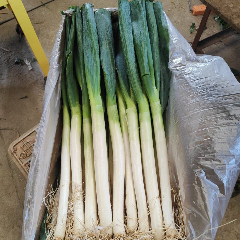 铁杆大葱