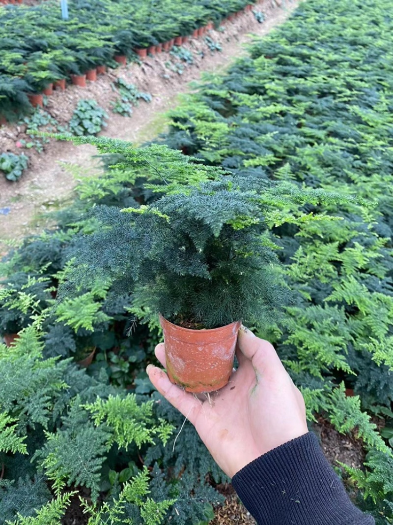小文竹大小规格优选带盆整箱批发现货