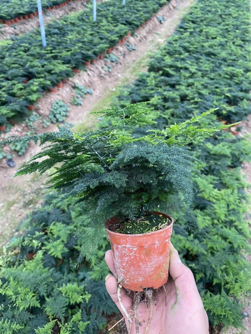 小文竹大小规格优选带盆整箱批发现货