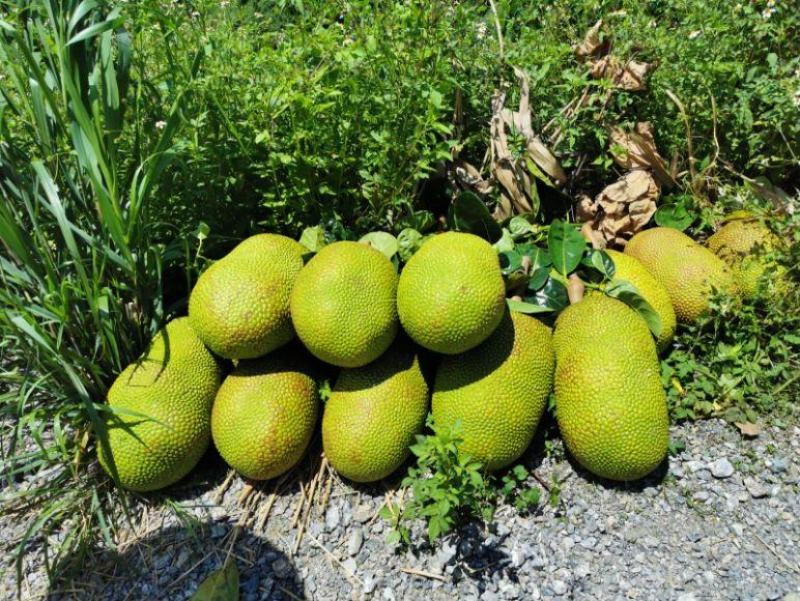 云南省屏边鑫隆菠萝蜜基地，优质山地菠萝蜜香脆1号5号8号