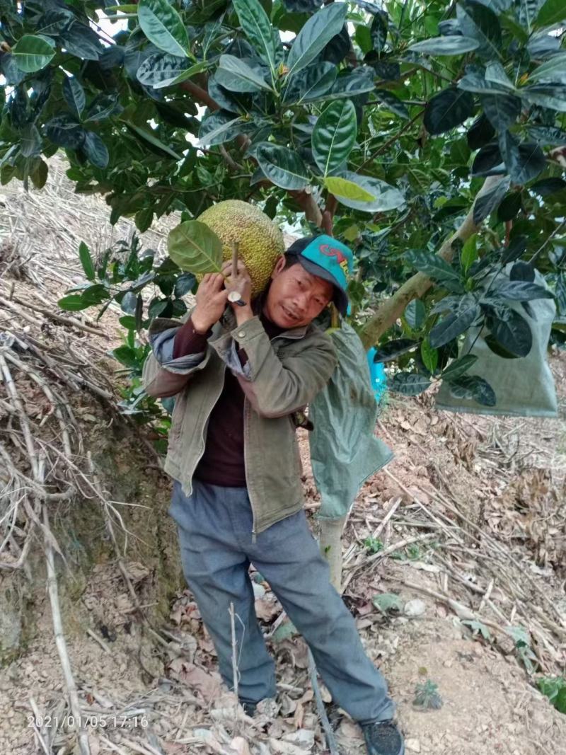云南省屏边鑫隆菠萝蜜基地，优质山地菠萝蜜香脆1号5号8号