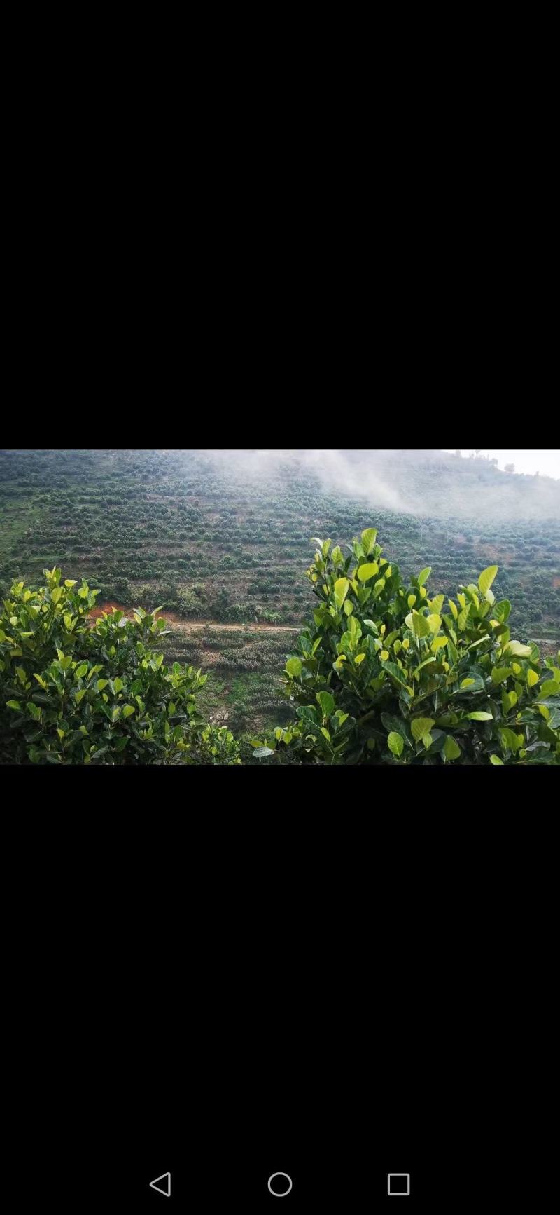 云南省屏边鑫隆菠萝蜜基地，优质山地菠萝蜜香脆1号5号8号