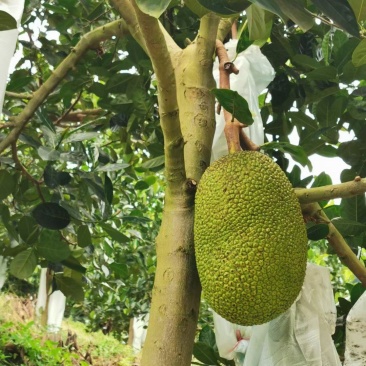 云南省屏边鑫隆菠萝蜜基地，山地低海波菠萝蜜，1号5号8号