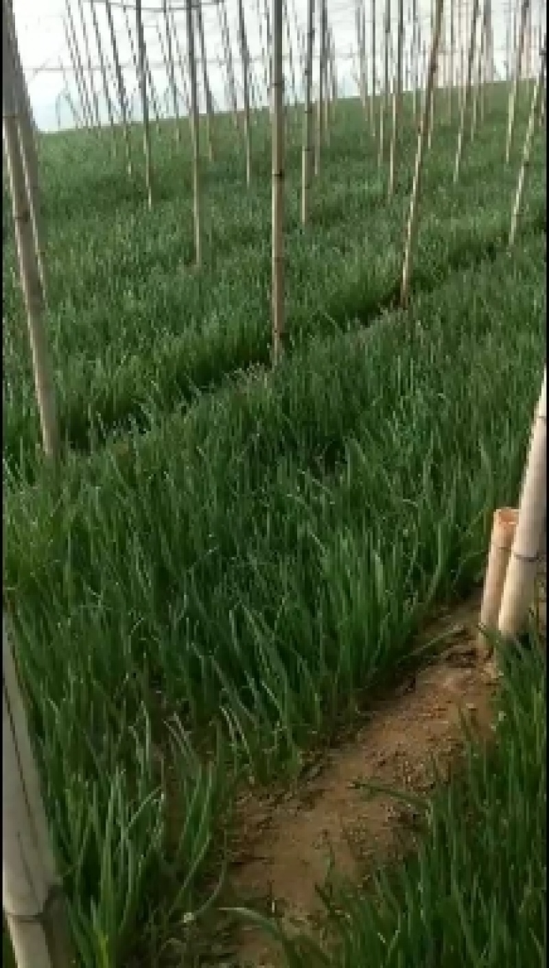 精品小葱，产地直发，大量上市，货源充足，欢迎选购。