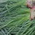 精品小葱，产地直发，大量上市，货源充足，欢迎选购。