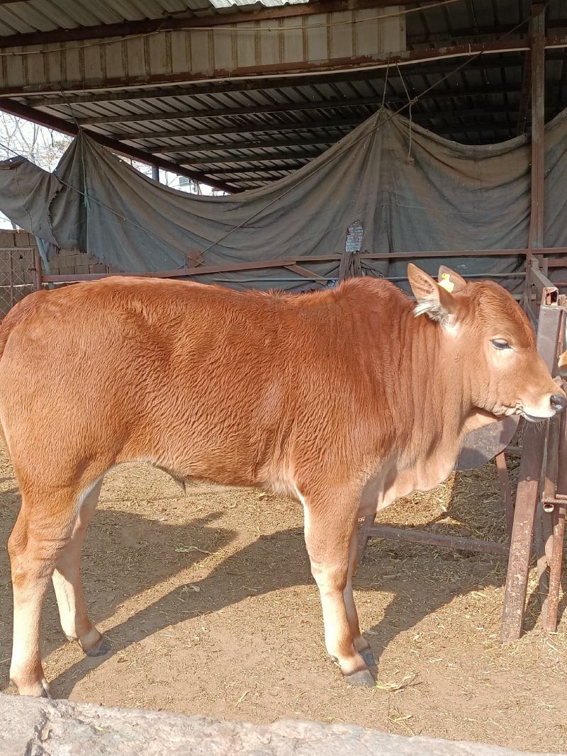 肉牛犊，改良肉牛犊，五元杂交牛犊，长势快，出肉率高包回收