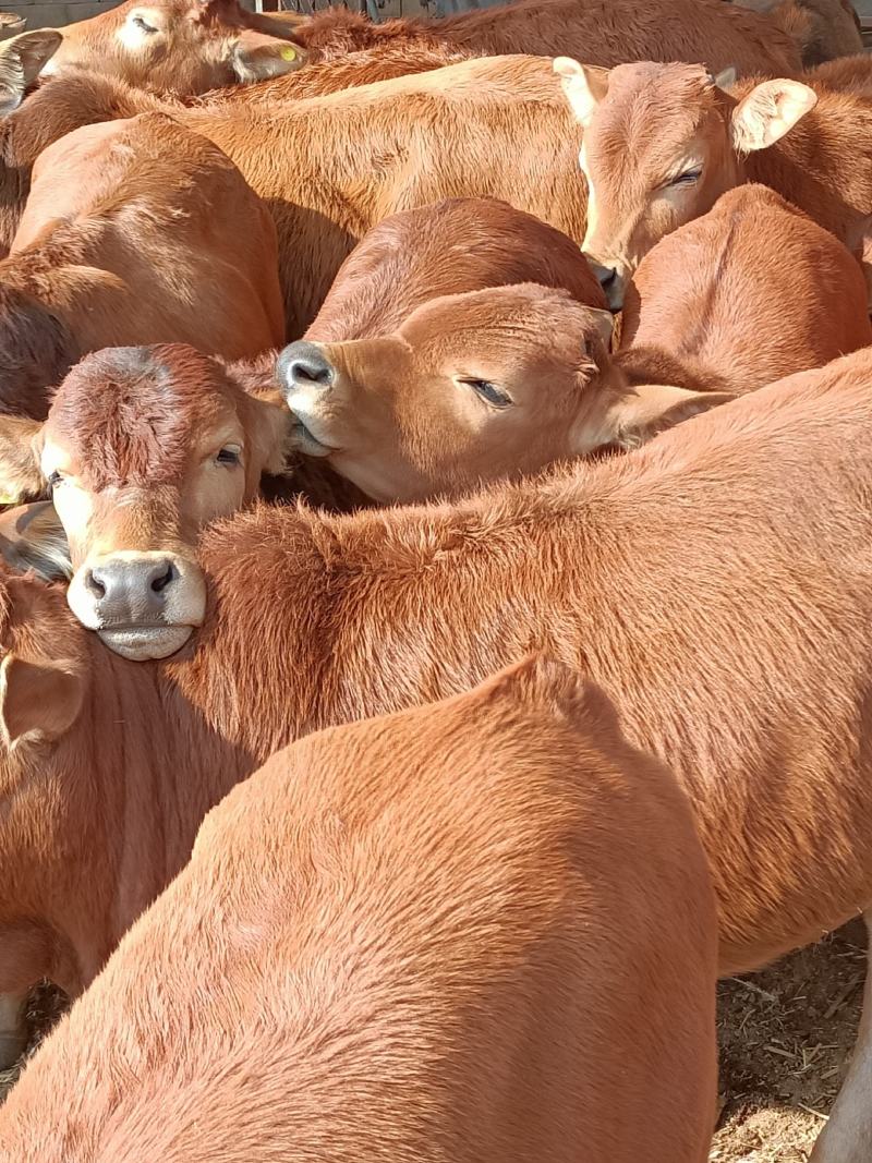 肉牛犊，改良肉牛犊，五元杂交牛犊，长势快，出肉率高包回收