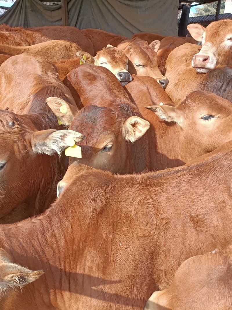 肉牛犊，改良肉牛犊，五元杂交牛犊，长势快，出肉率高包回收