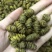 铁皮石斛铁皮枫斗霍山石斛大货批发可免费打粉