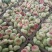 早露蟠桃上市啦！！！口感脆甜绵软，果型正，耐运输