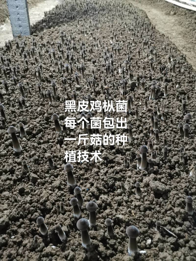 黑皮鸡枞菌
