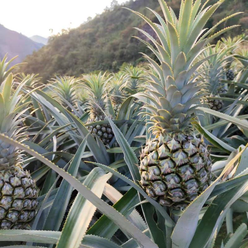 云南香水菠萝