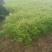 皖江芦蒿，正宗应季种植蔬菜（暂时无货，抱歉）