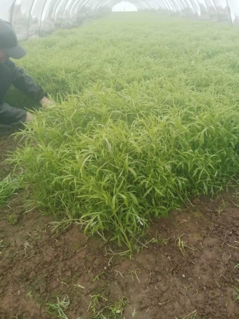皖江芦蒿，正宗应季种植蔬菜（暂时无货，抱歉）