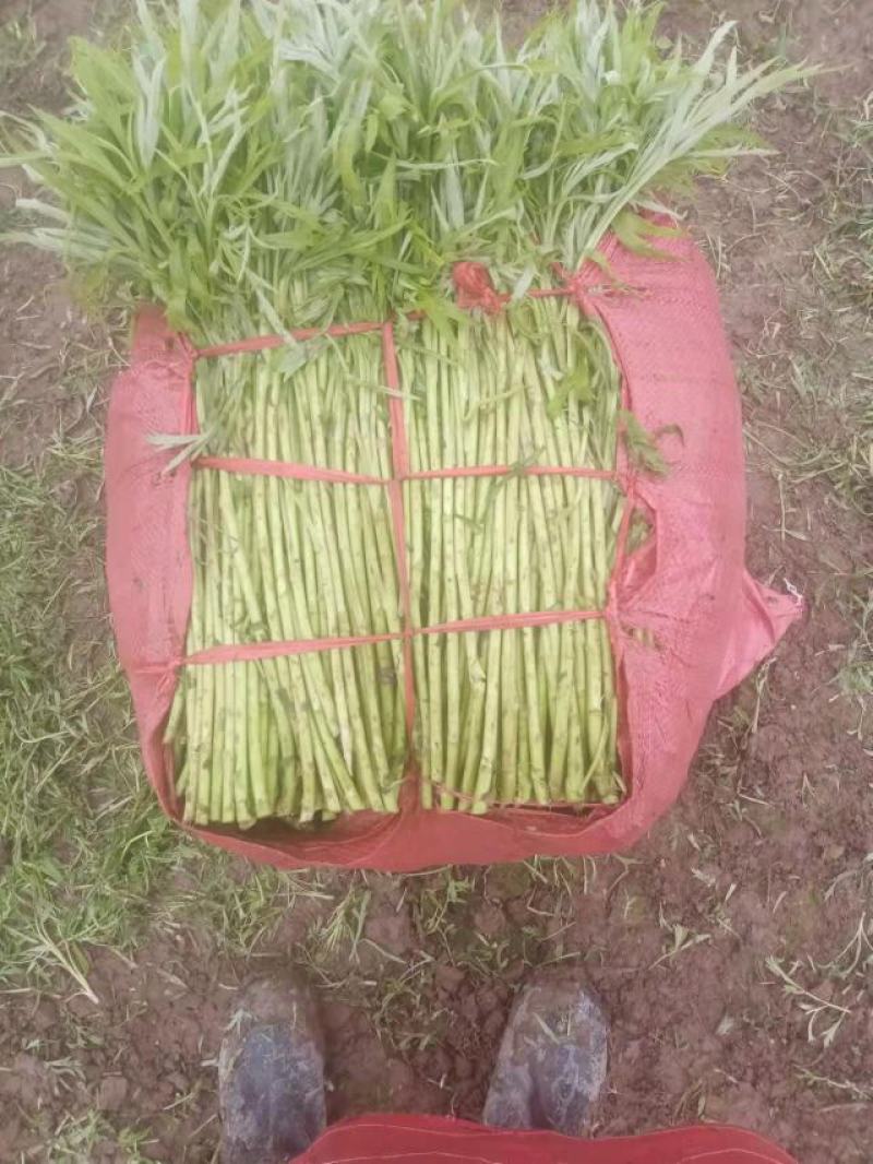 皖江芦蒿，正宗应季种植蔬菜（暂时无货，抱歉）