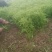 皖江芦蒿，正宗应季种植蔬菜（暂时无货，抱歉）