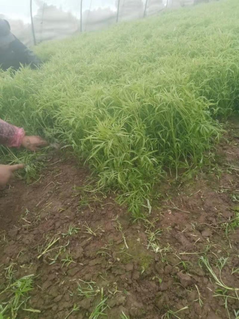 皖江芦蒿，正宗应季种植蔬菜（暂时无货，抱歉）
