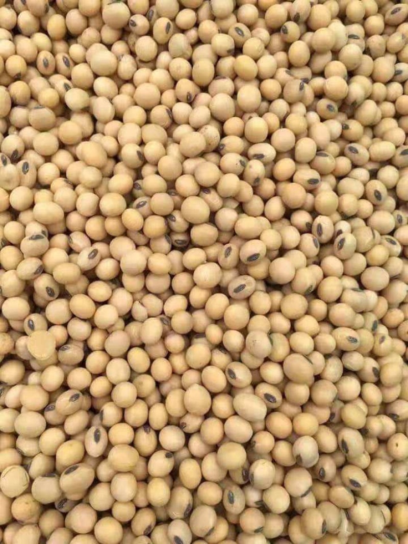 精品大豆，价格实惠，货源充足，欢迎客商进店选购