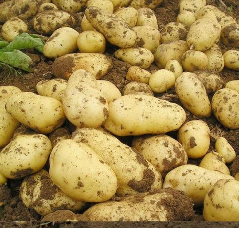 夏邑土豆黄心土豆基地现货一手货源保质保量发往全国